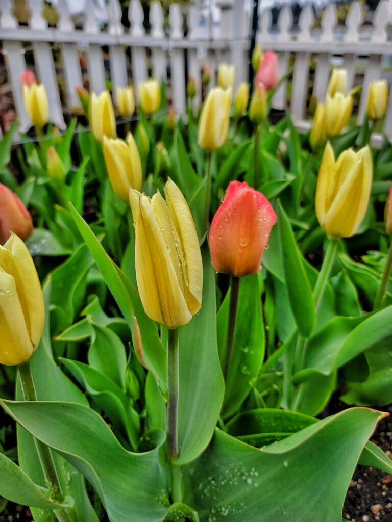 close up of yellow and pink tulips