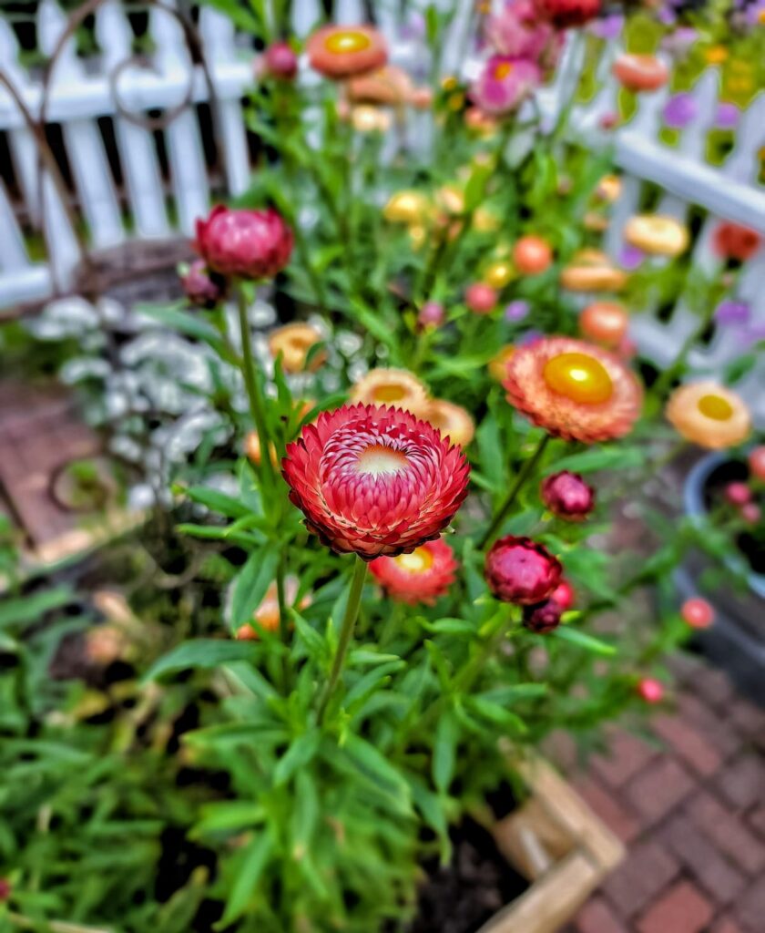 orange tones of strawflower growing in the garden
