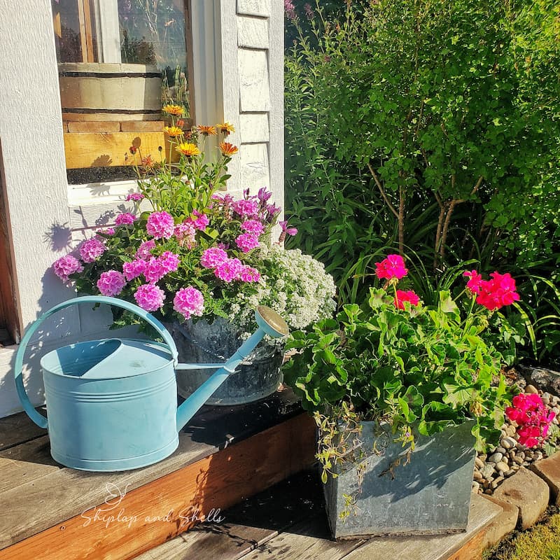 blue watering can and flower containers
