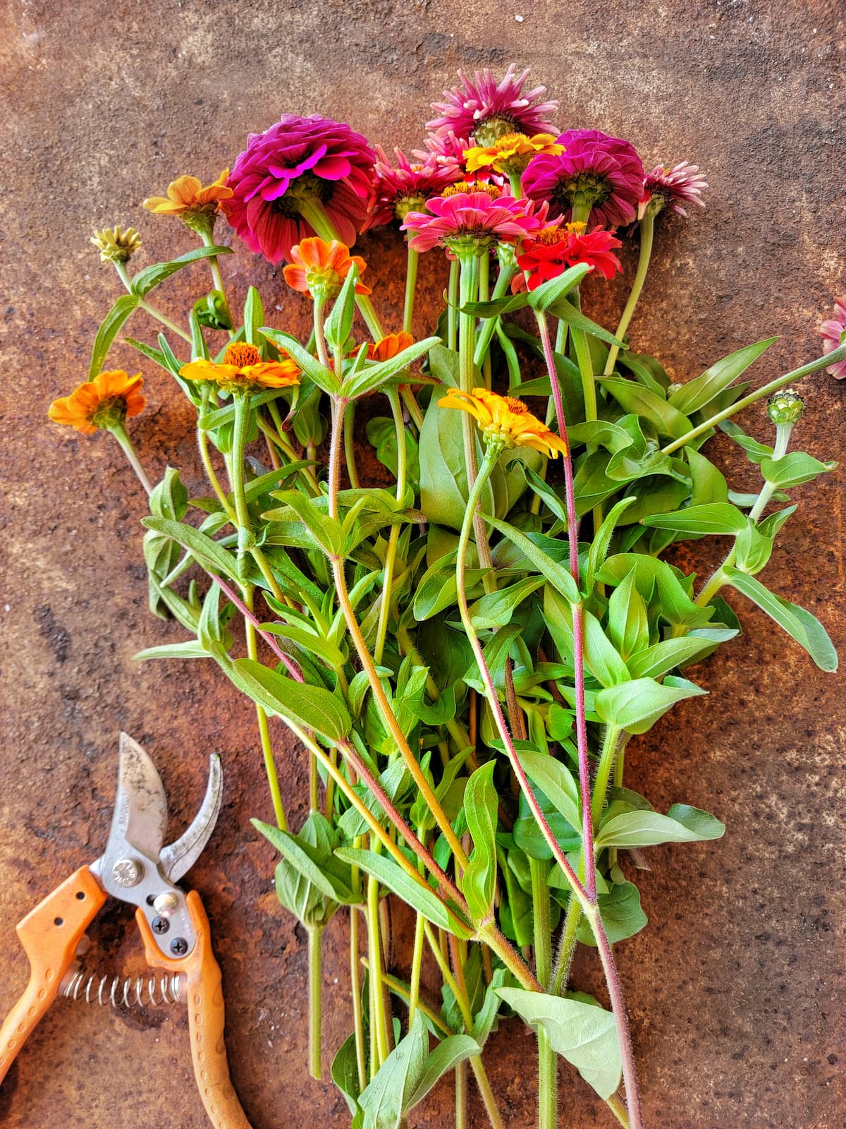 Kitchen Queers Cut Flower Container Garden Tutorial - Zinnia