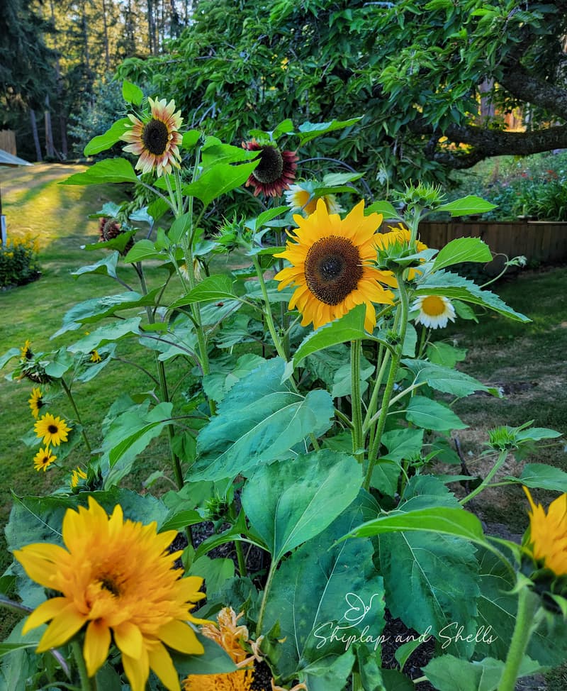 garden bed of sunflowers