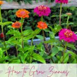 How to Grow Beautiful Zinnias Indoors From Seed - Shiplap and Shells