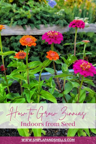 How to Grow Beautiful Zinnias Indoors From Seed - Shiplap and Shells