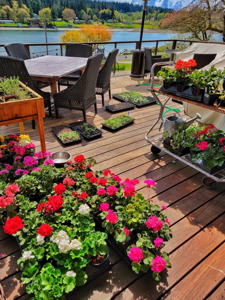 geraniums and seedlings hardening off on the deck