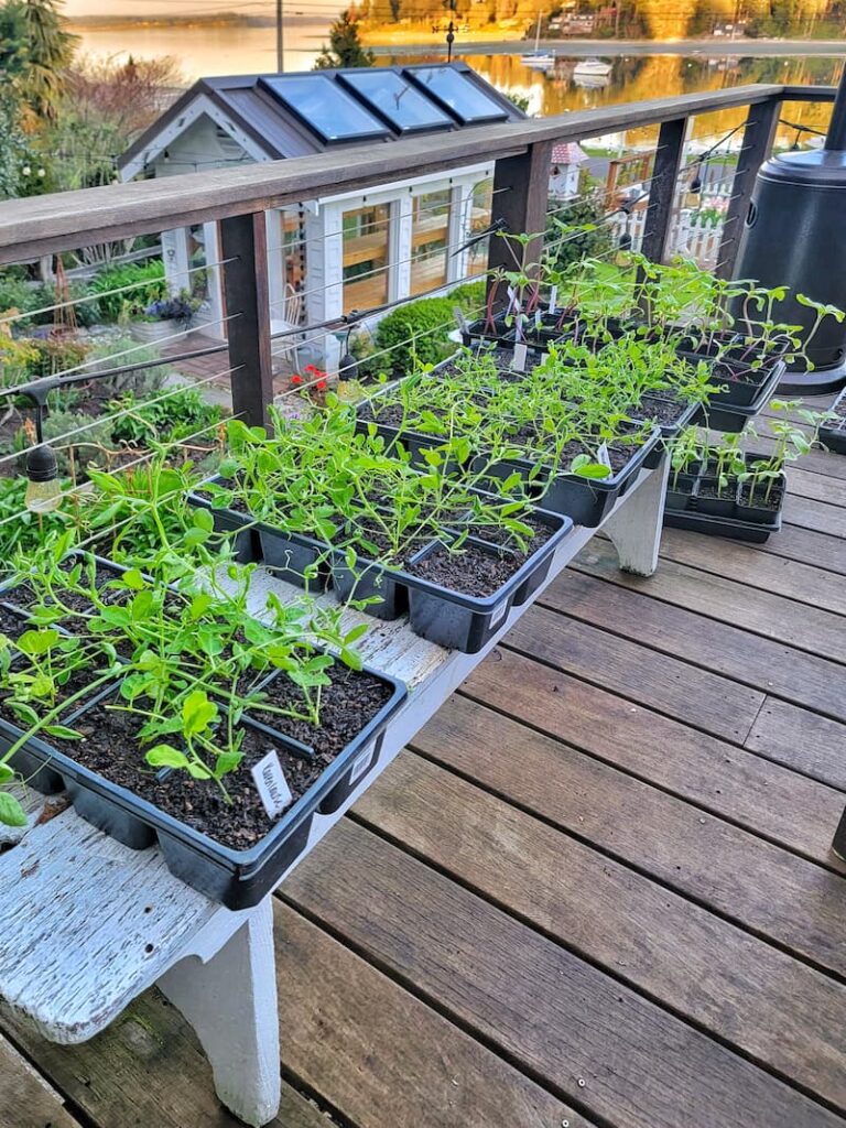 sweet pea seedlings harden off on the deck