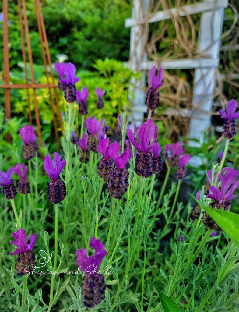 lavender plant in the garden