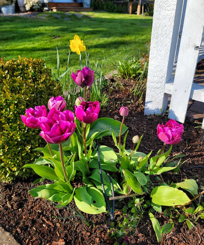 fuchsia tulips
