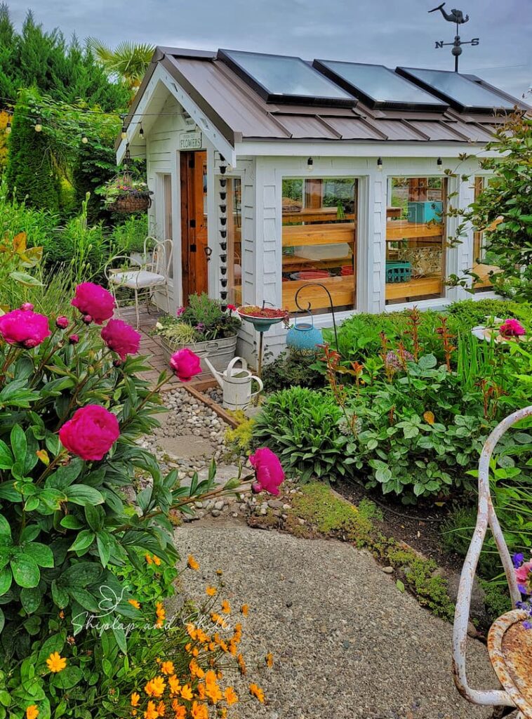 greenhouse garden with fuchsia peonies