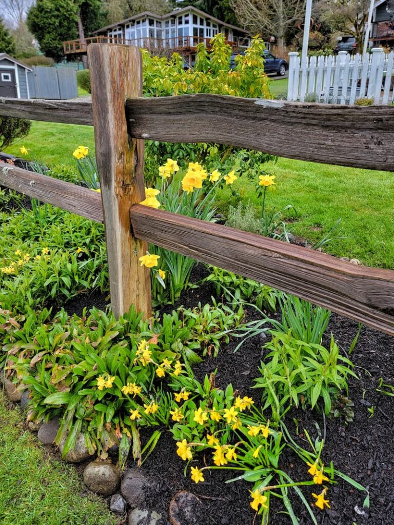 yellow daffodils in spring garden