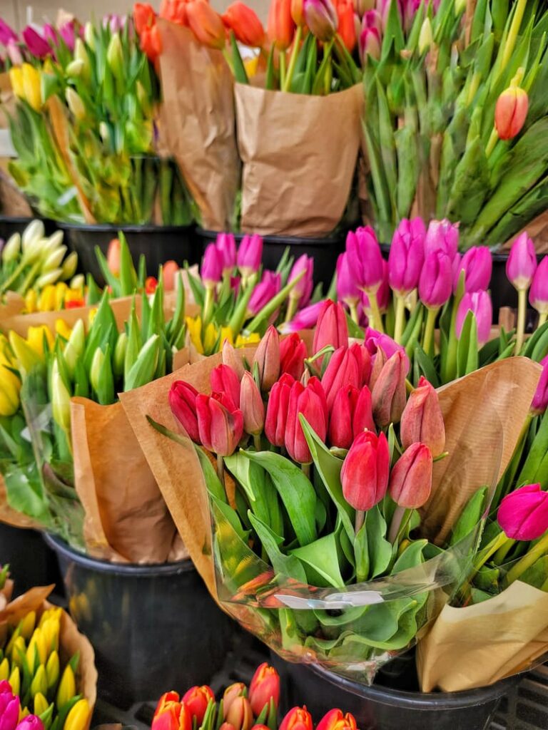 bright colored spring tulips
