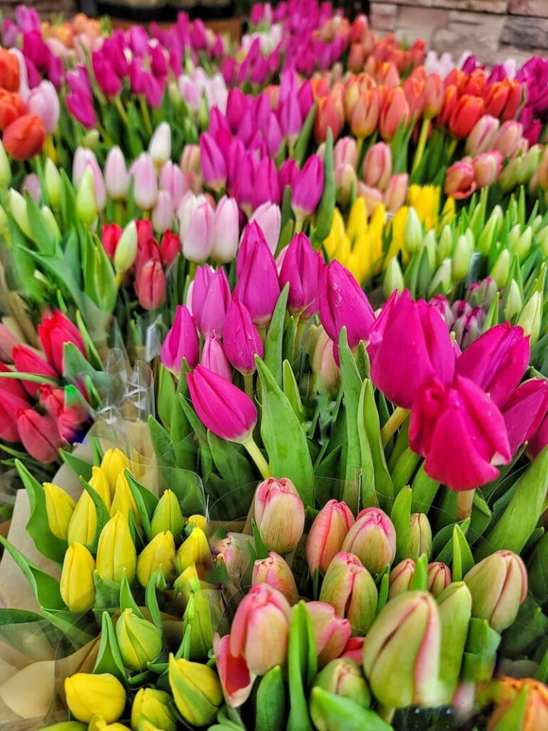 bright colored spring tulips