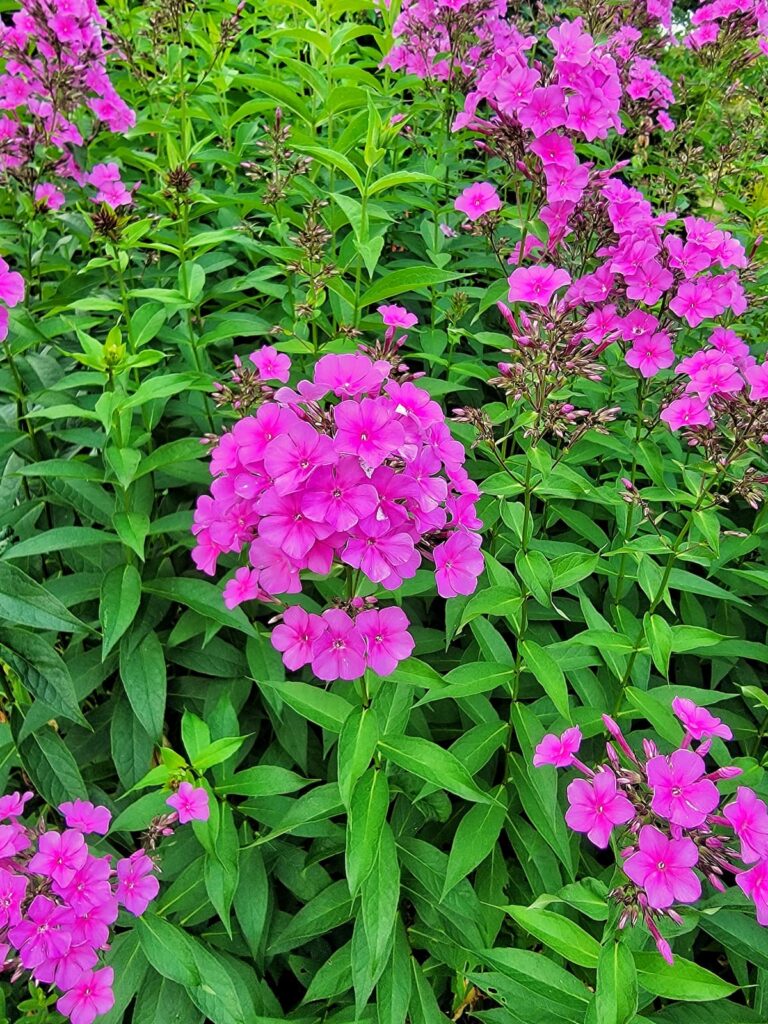 cottage garden purple phlox plants