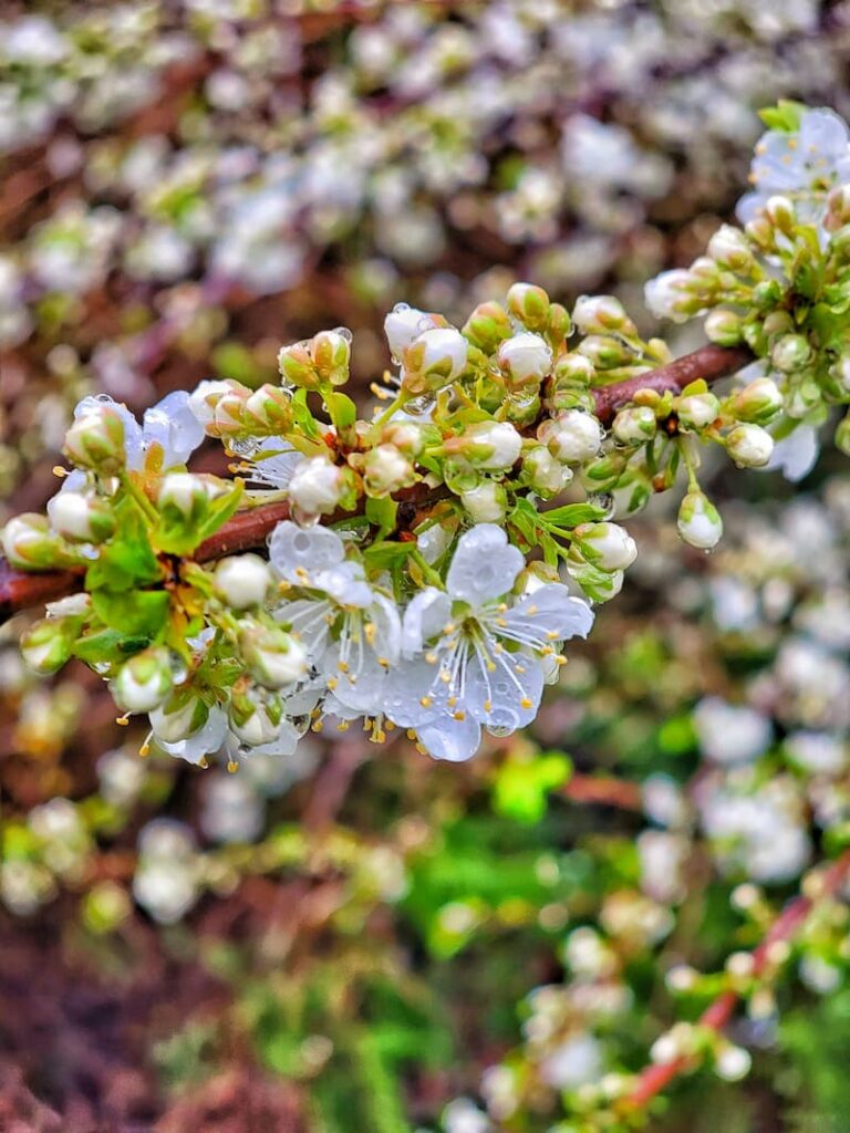 early spring white flowering tree