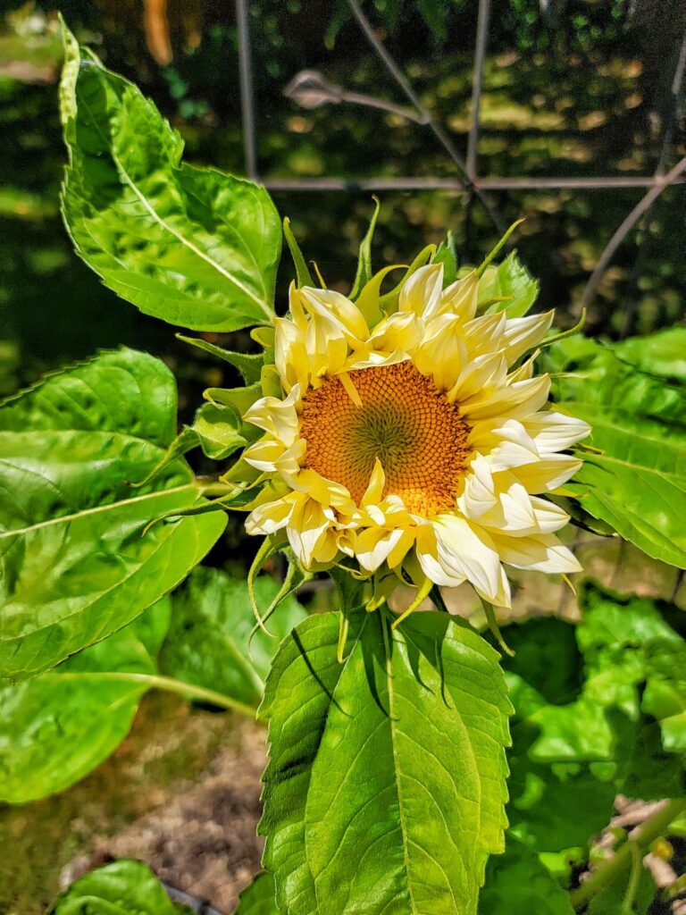 flower companion planting: sunflower in the garden