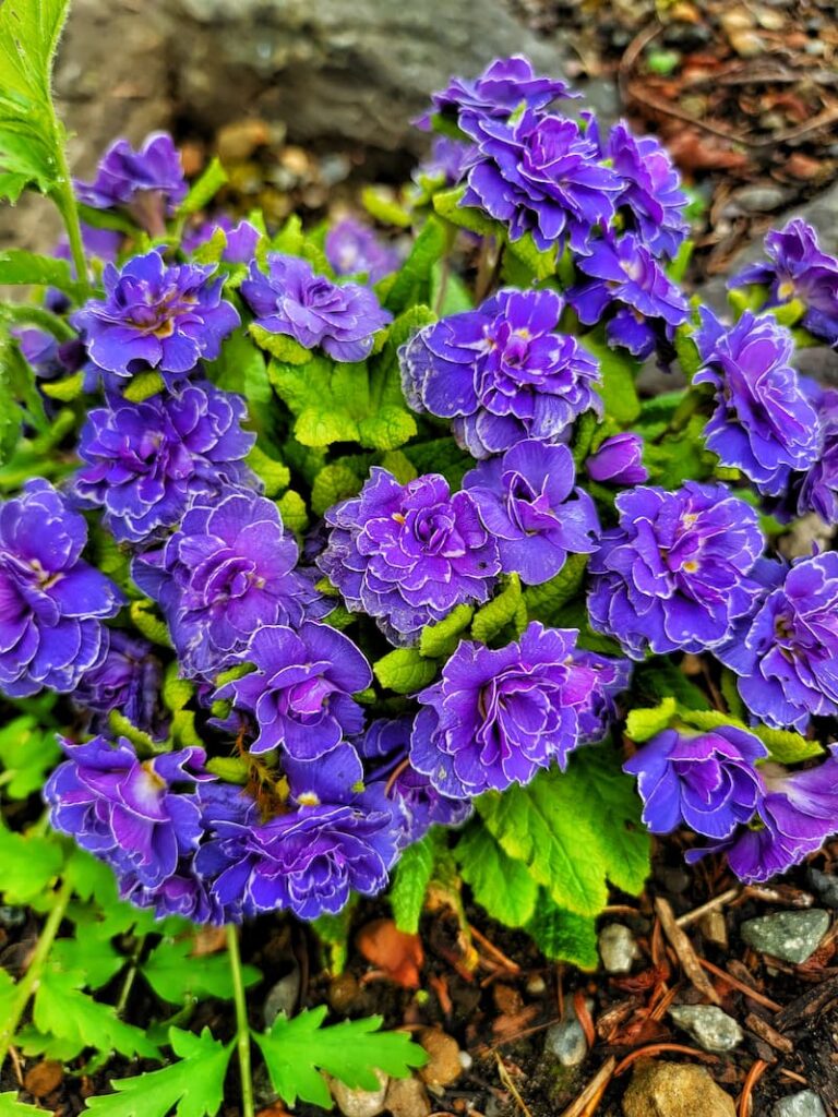 purple primroses