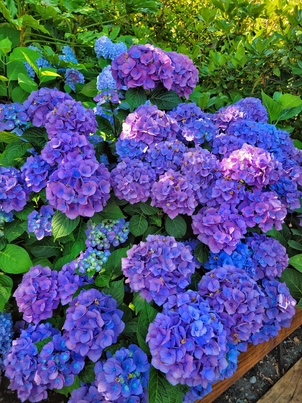 Ultimate Guide to Grow and Care for Hydrangeas for Beginners - Shiplap ...