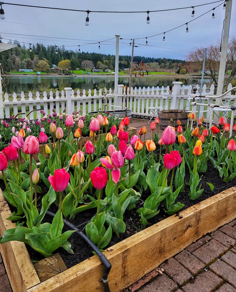 raised beds fill with vibrant tulips