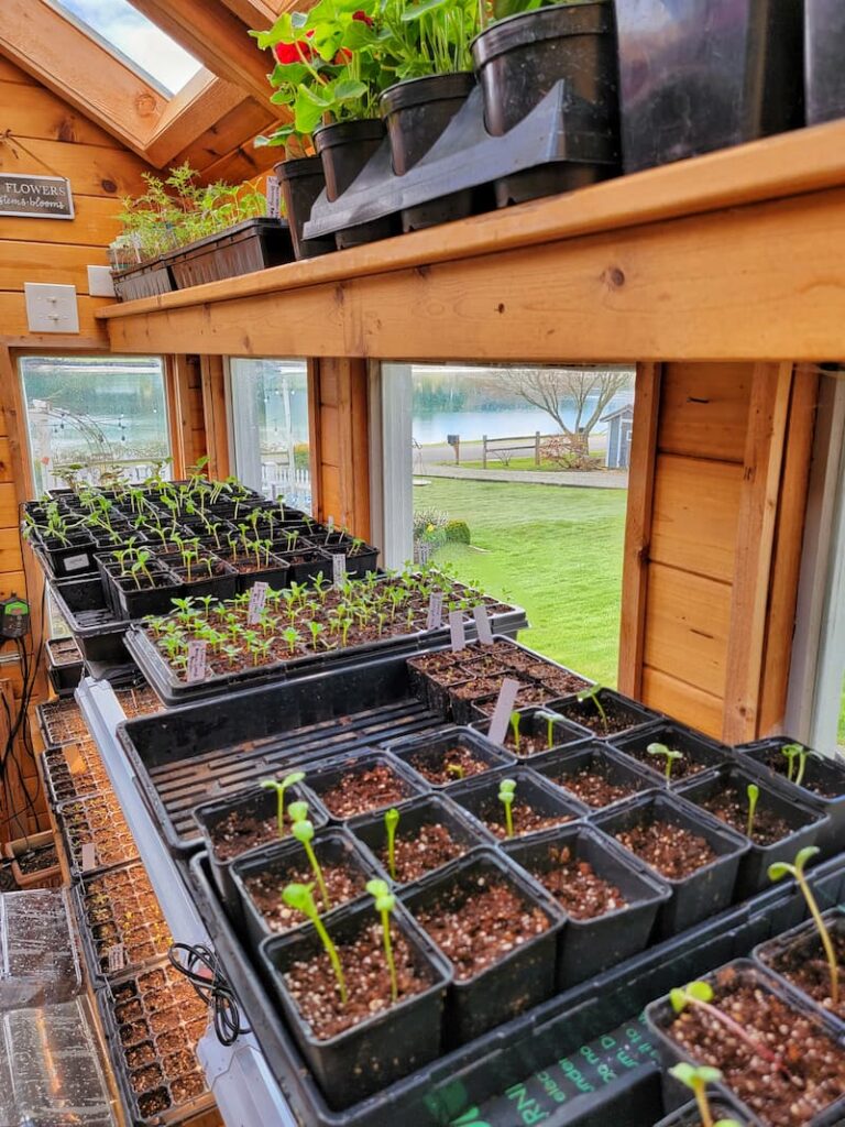 summer annual seedlings in greenhouse
