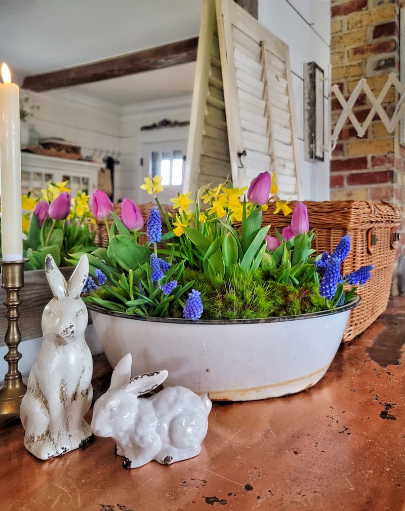 spring bulbs indoors with bunnies