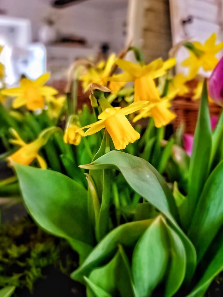 Planting Flower Bulbs in Fall yellow daffodils