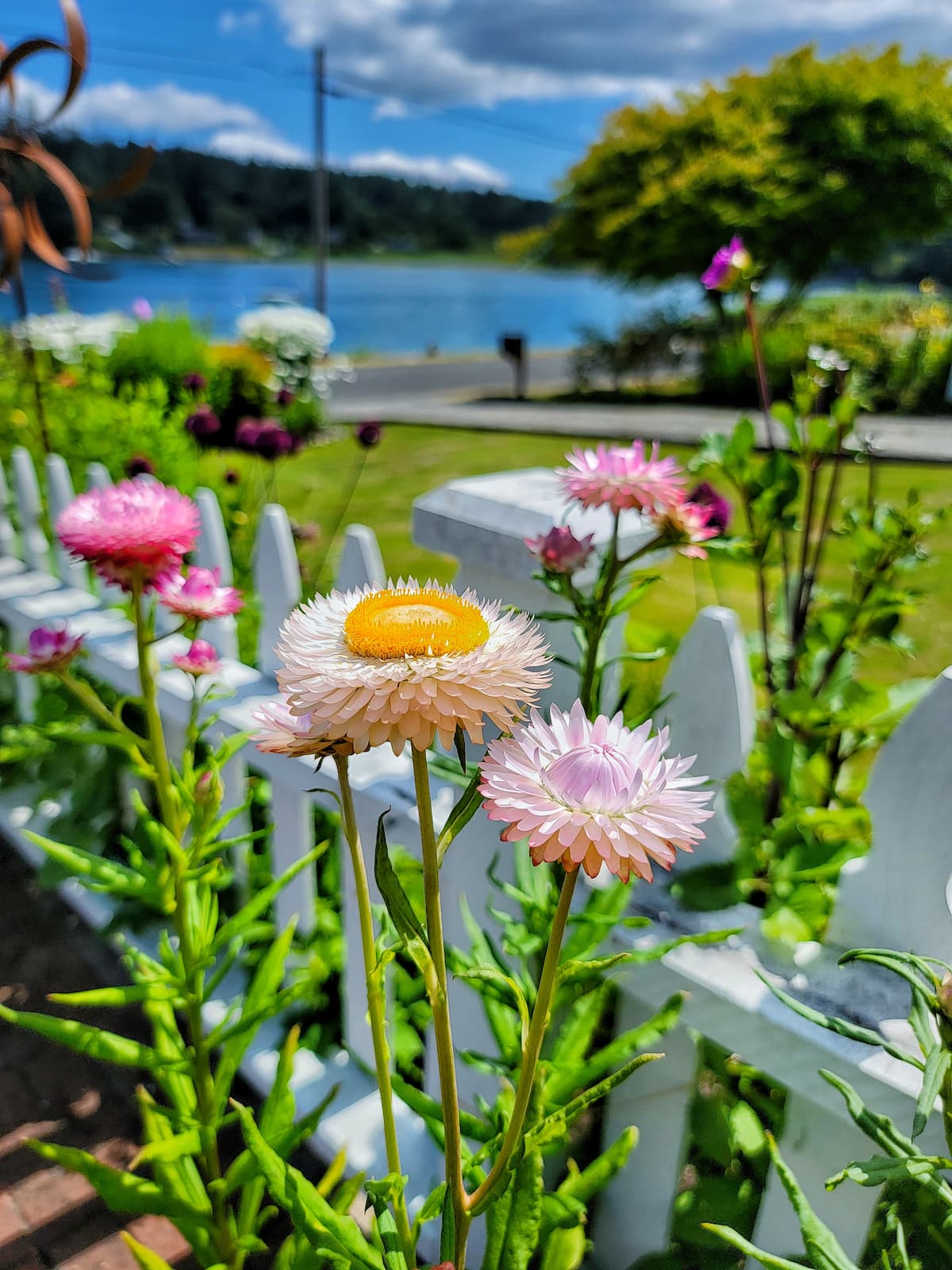 6 Reasons You Should Grow Strawflowers - Shiplap and Shells