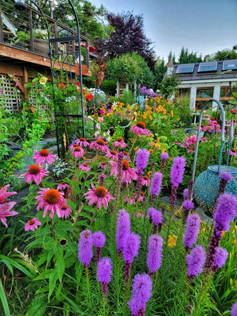 purple coneflowers and blazing star in the cottage style garden