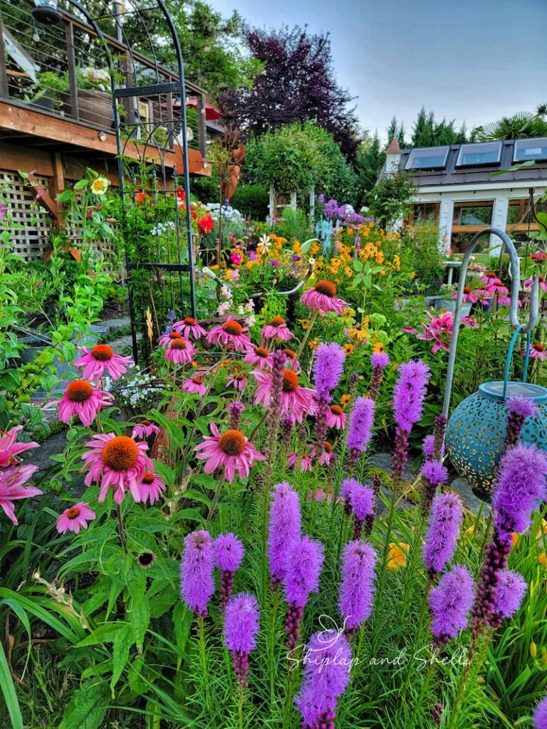 pink coneflowers and purple blazing star flowering perennials in summer garden