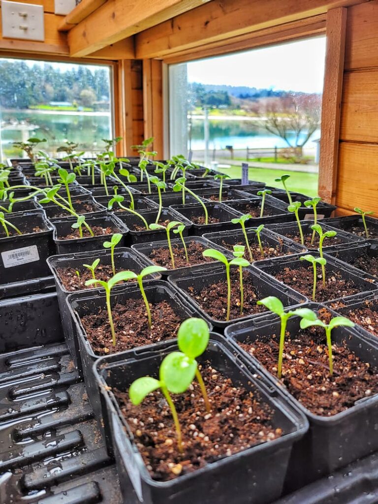 sunflower seedlings in greenhouse