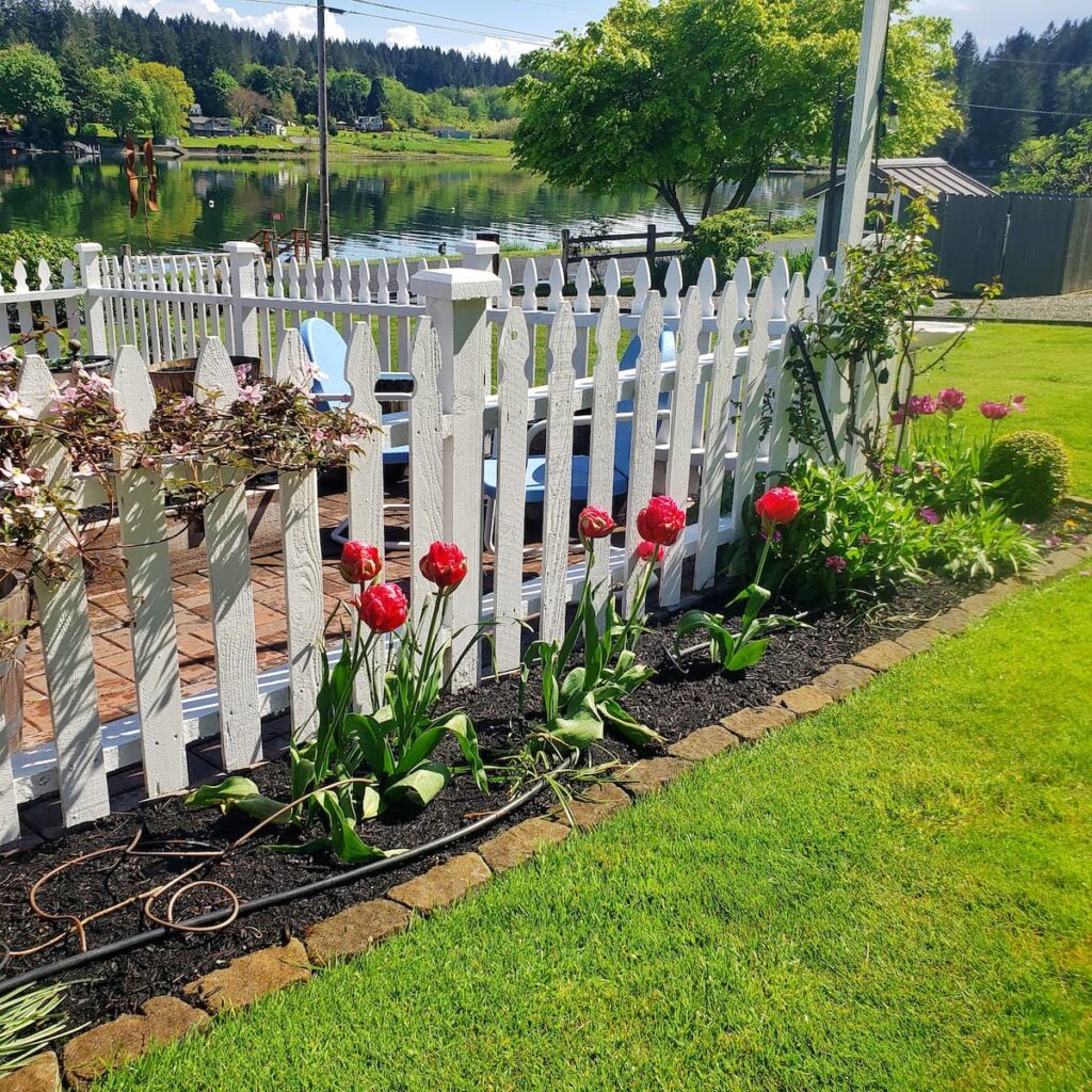 spring gardening checklist: white picket fence and tulips growing in front