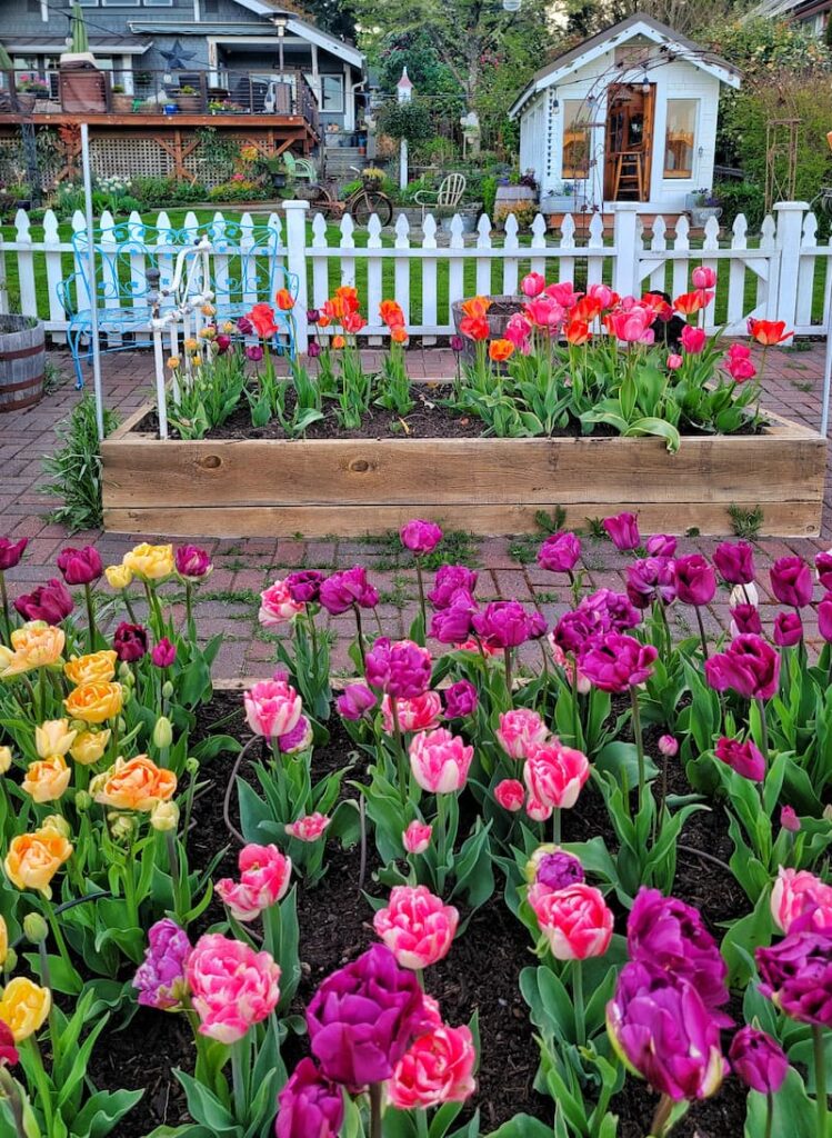 bright colored tulips in the garden raised beds