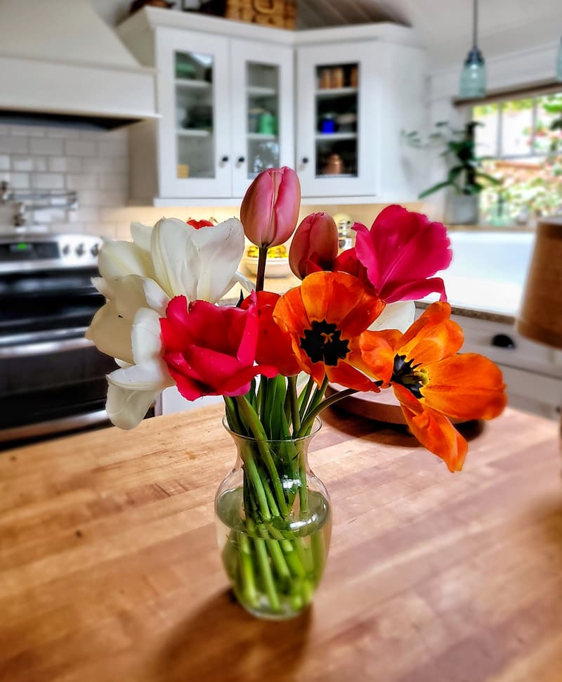 bright colored tulips opening in vase