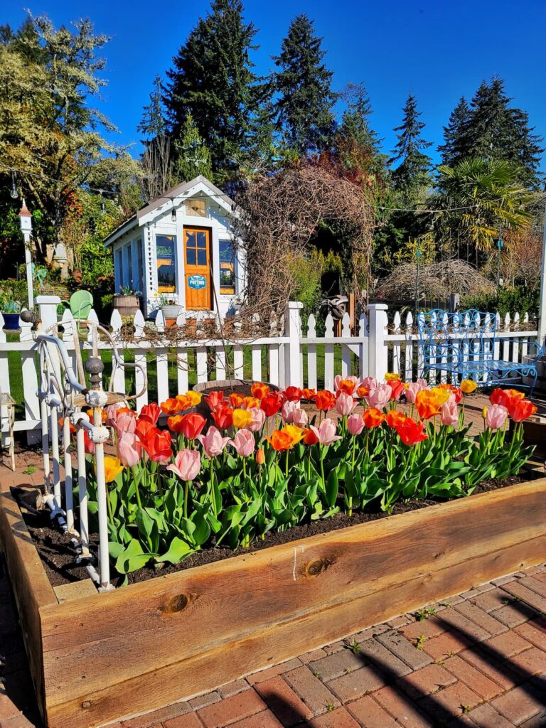 growing and caring for tulips: pink, red, and orange tulips growing in raised garden beds in front of the greenhouse