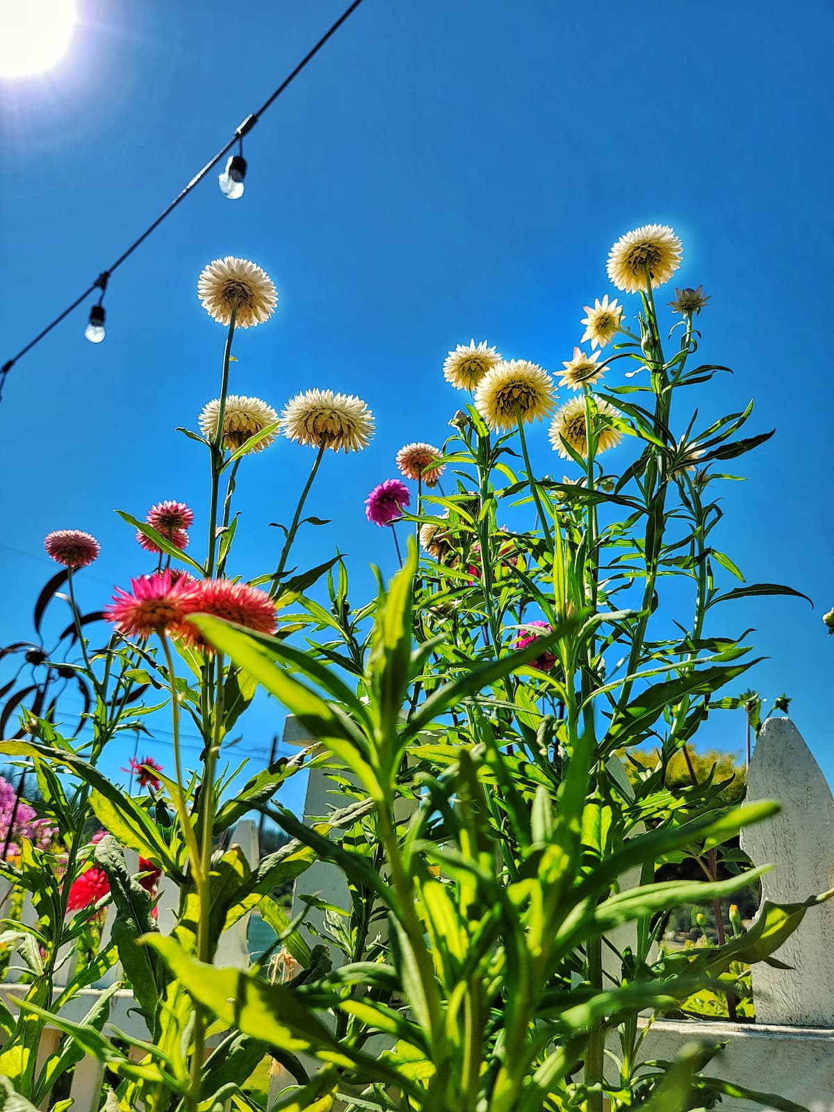 https://shiplapandshells.com/wp-content/uploads/2023/04/view-of-strawflowers-looking-up-at-the-sky-SQ-1200.jpg