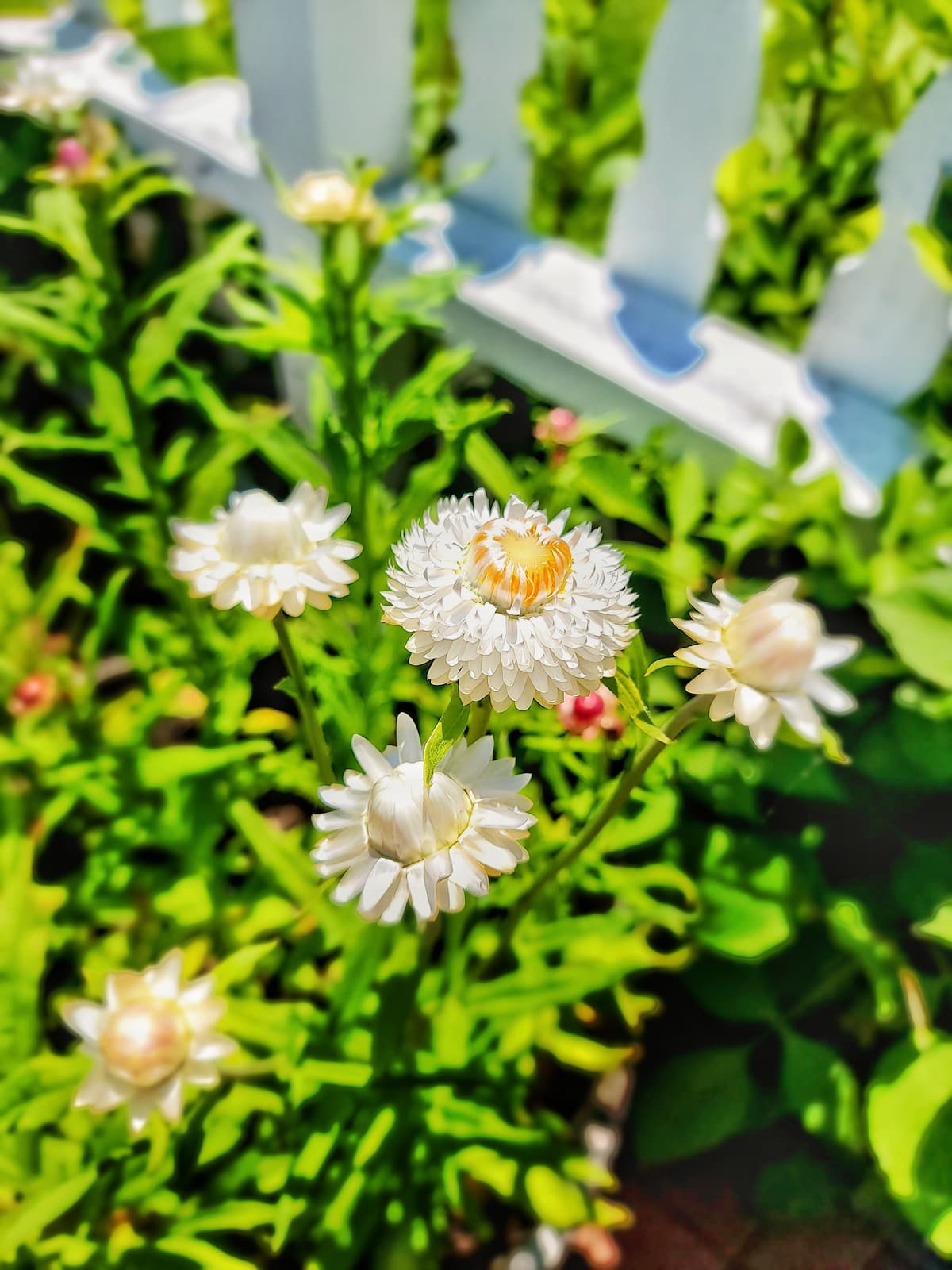 6 Reasons You Should Grow Strawflowers - Shiplap and Shells