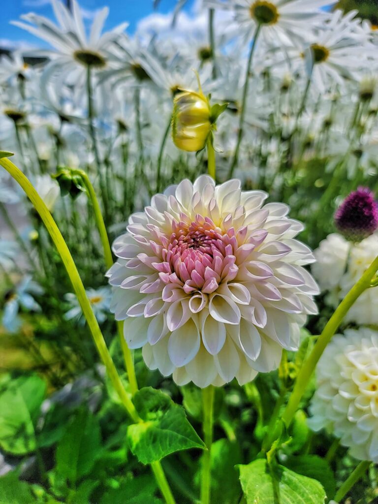 white with purple center dahlia