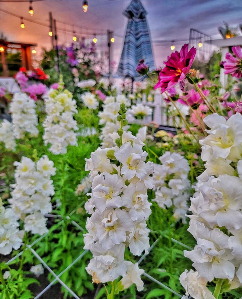 grow snapdragons from seed: white snapdragons in the garden
