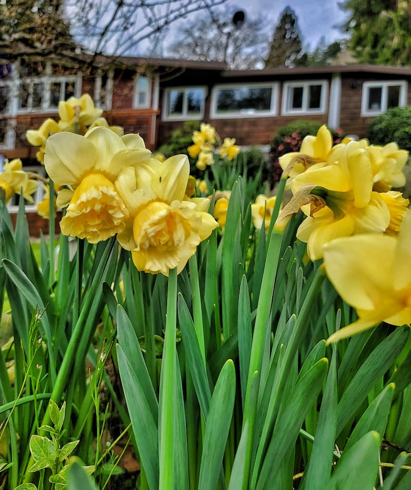 early spring garden:yellow daffodils