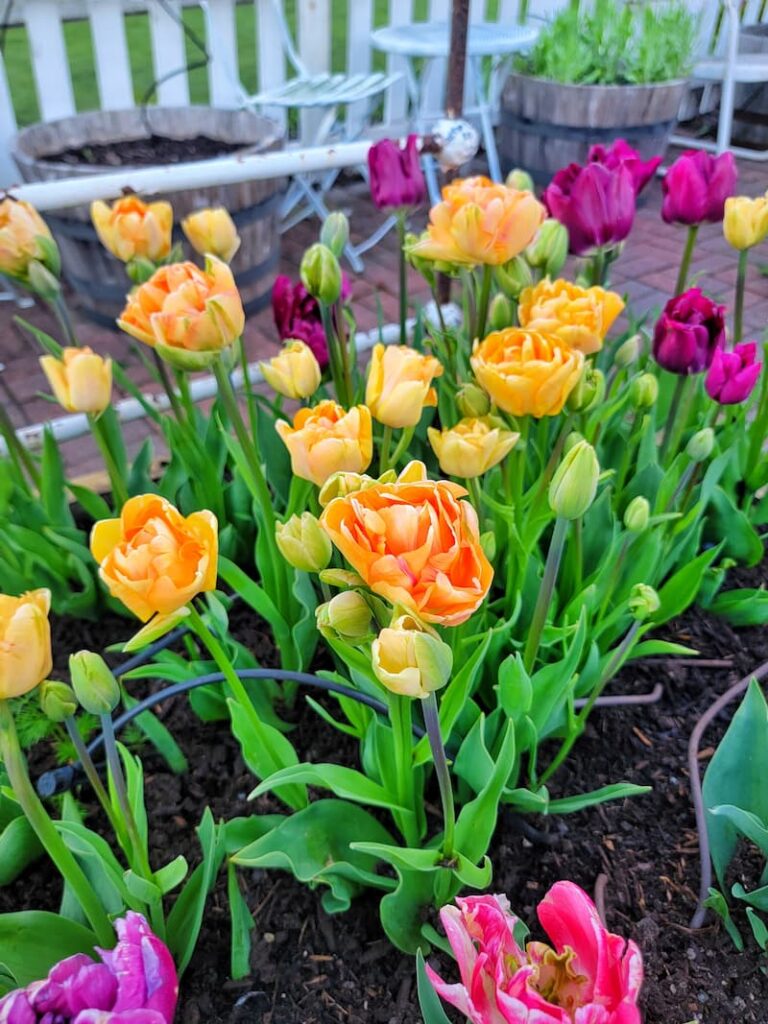 yellow and purple tulips in raised beds
