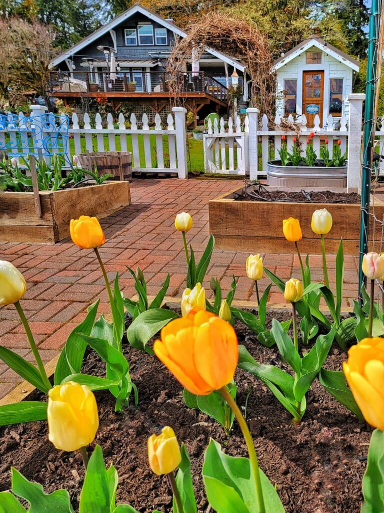 yellow tulips growing in raised beds overlooking the greenhouse
