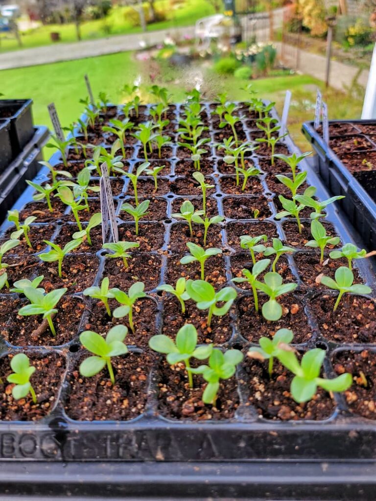 zinnia seedlings inside the greenhouse