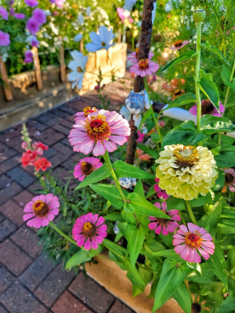 flower companion planting: colorful zinnias in the cut flower garden