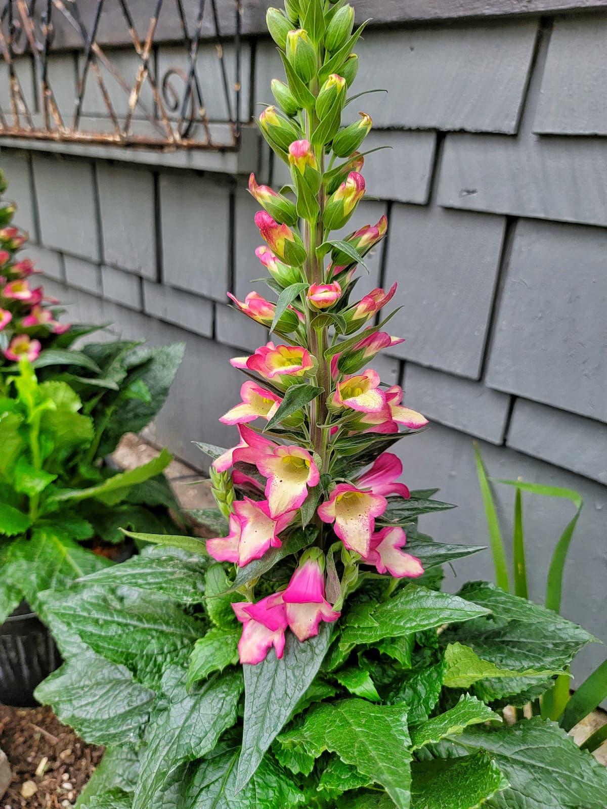 Your Gardening Guide to Grow and Care for Foxgloves - Shiplap and Shells
