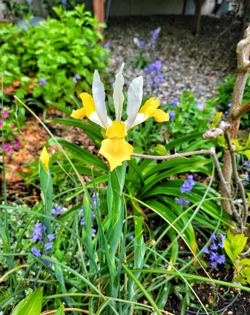  Heirloom Dutch Iris