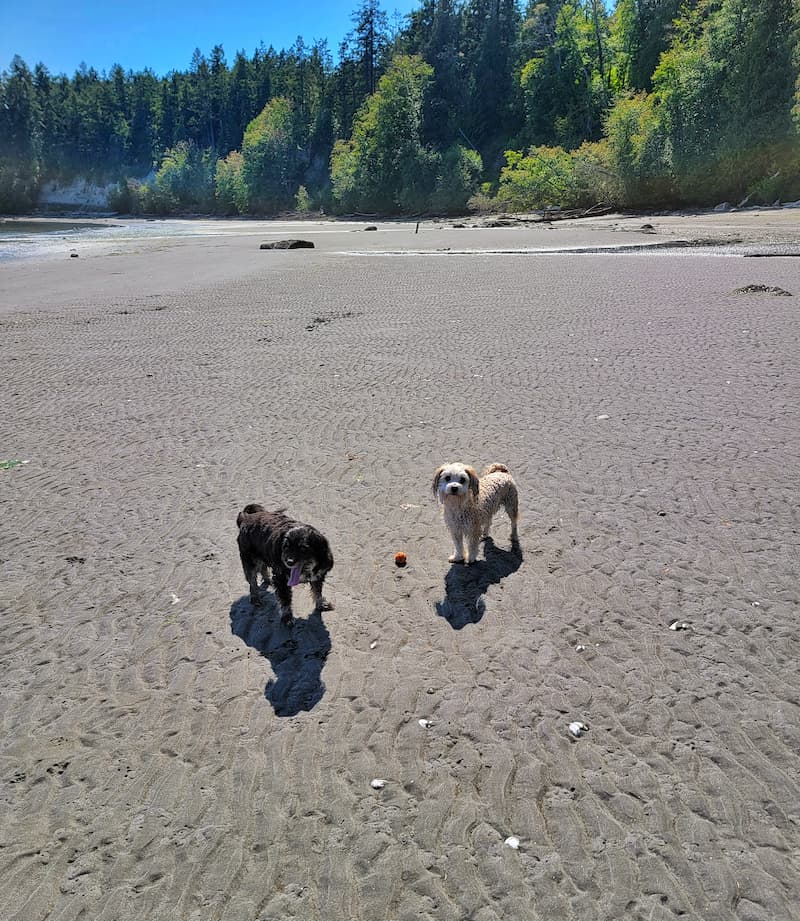 dogs running on the sandy beach