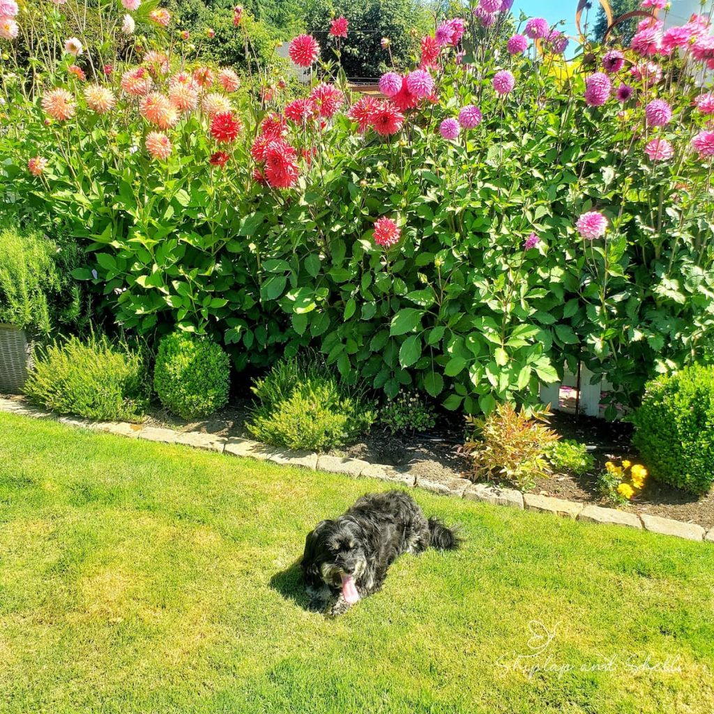 dog in front of dahlias