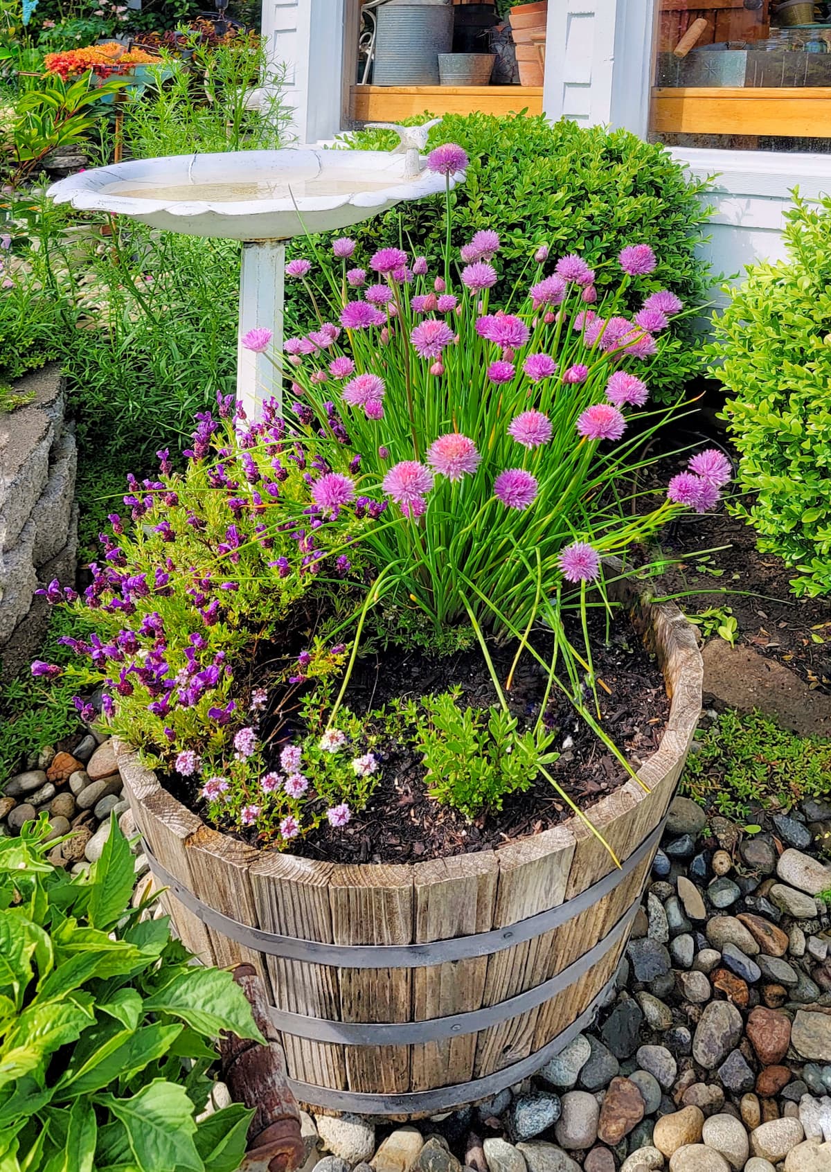 Quickstart Guide to Container Vegetable Gardening • Lovely Greens