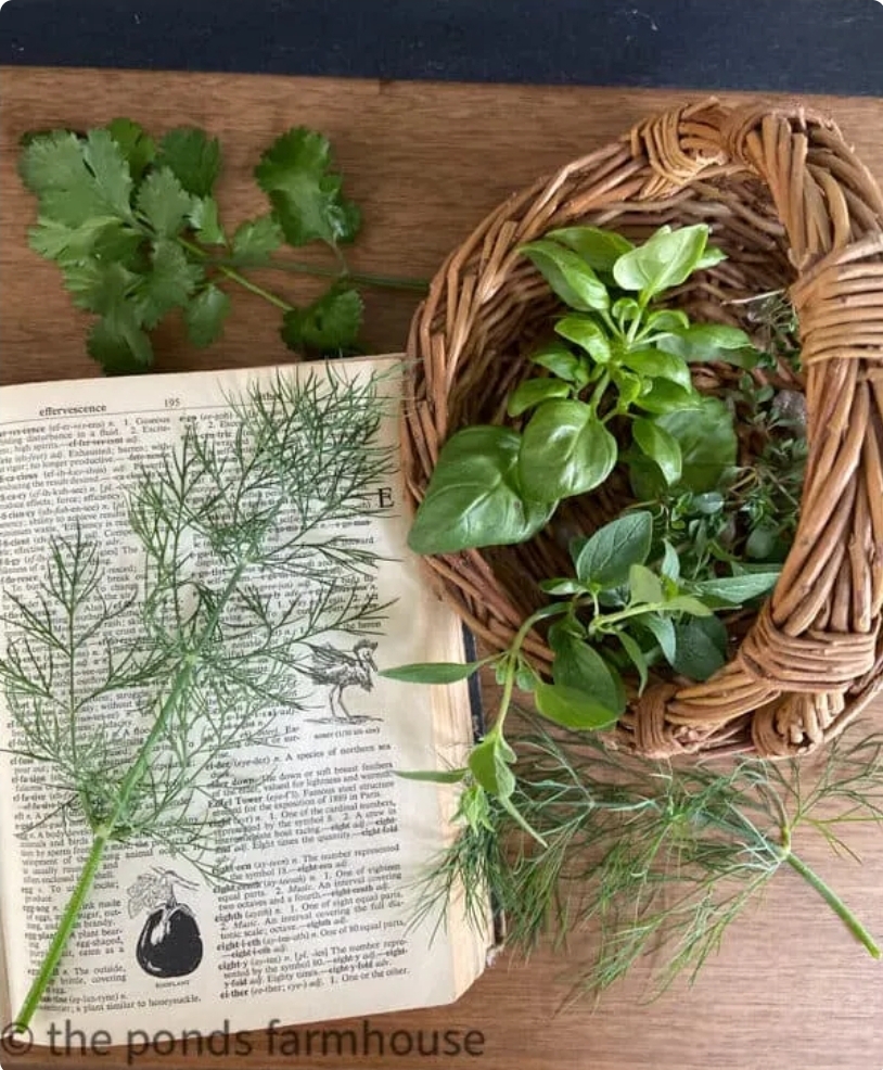 herbs and a book