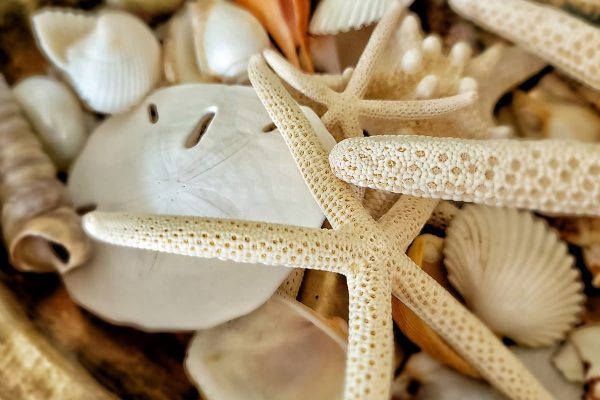 Decorative Seashells - Buy Decorative Seashells Online Starting at