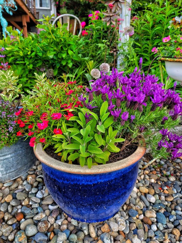 Container Gardening 101: Easy Start Guide