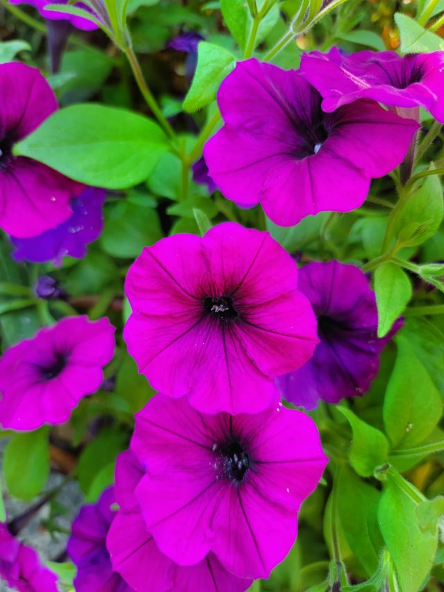 cropped-fuchsia-petunias-SQ-1200.jpg